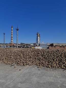 Стартував новий сезон переробки цукрової сировини!